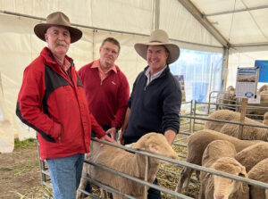 Ashrose Poll Merinos at Burra Field Days