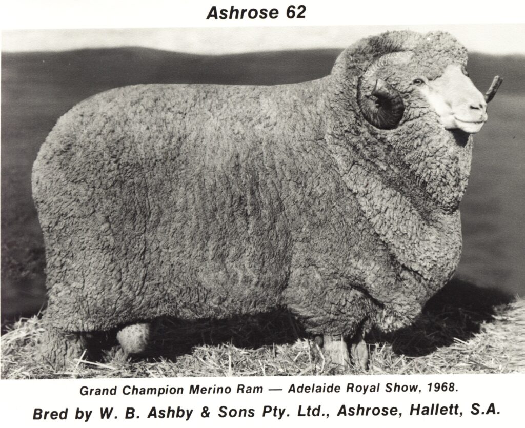 WB Ashby Ram